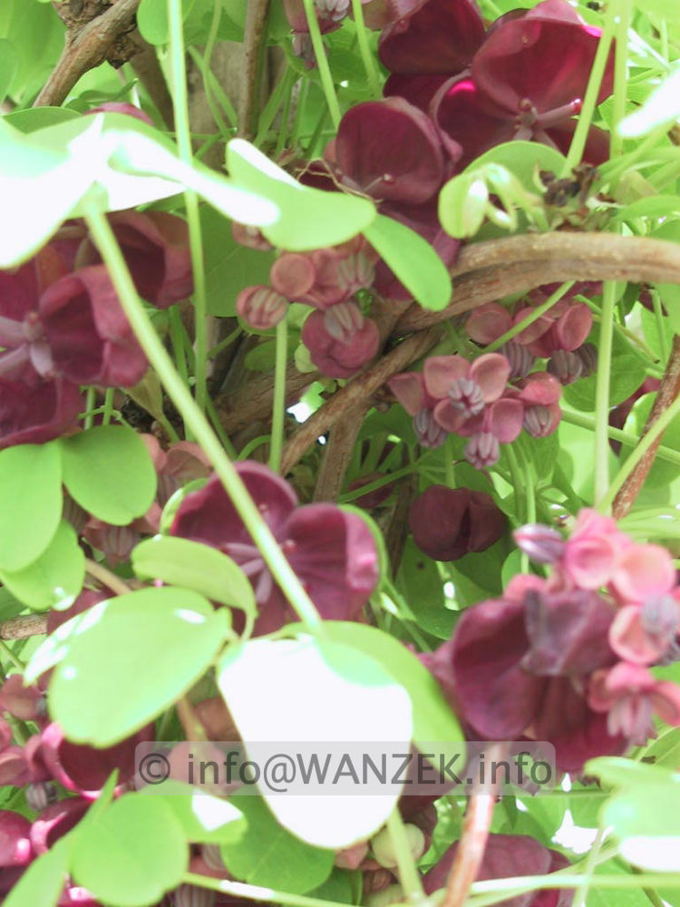 Akebia quinata - Bluetenmacro.jpg